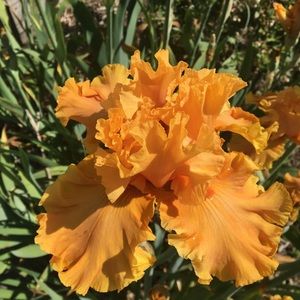 Meet your Posher, Juli